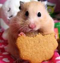 №42, Анастасія Похольченко, Винница №42, Анастасія Похольченко, Винница