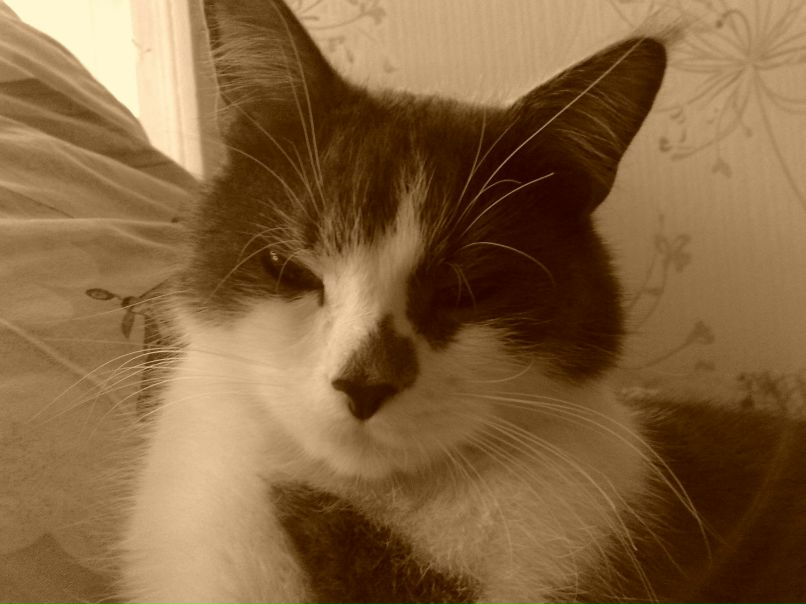 Артем Левин | Брянск