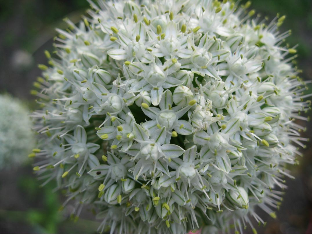 Андрій Левицький | Львов