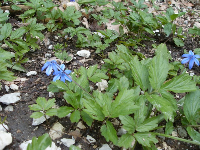 Елена Кострова | Мурманск
