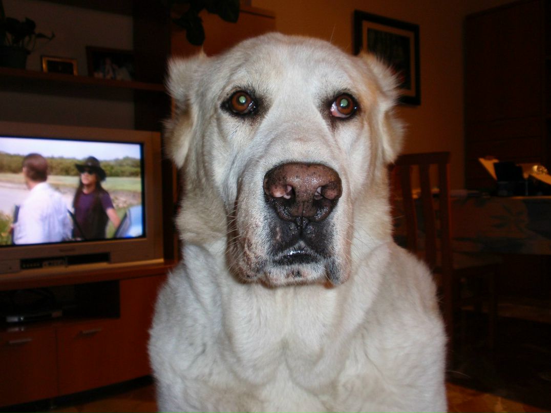 Александр Мосидзе | Salou