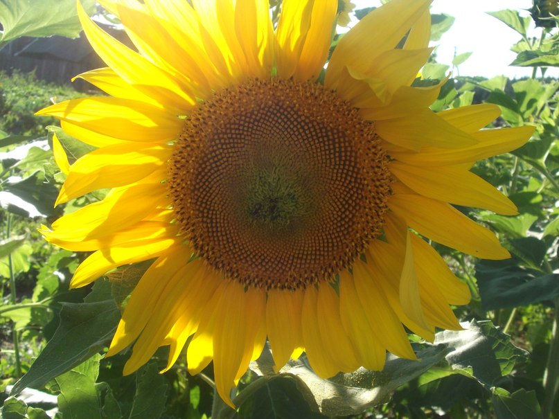 Надя Григорьева | 