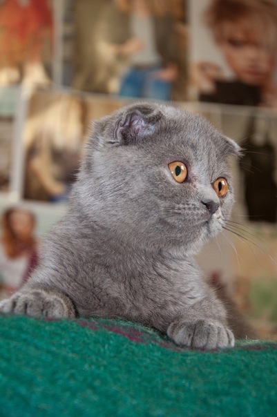 №98, Victoria Tutova, Киев №98, Victoria Tutova, Киев