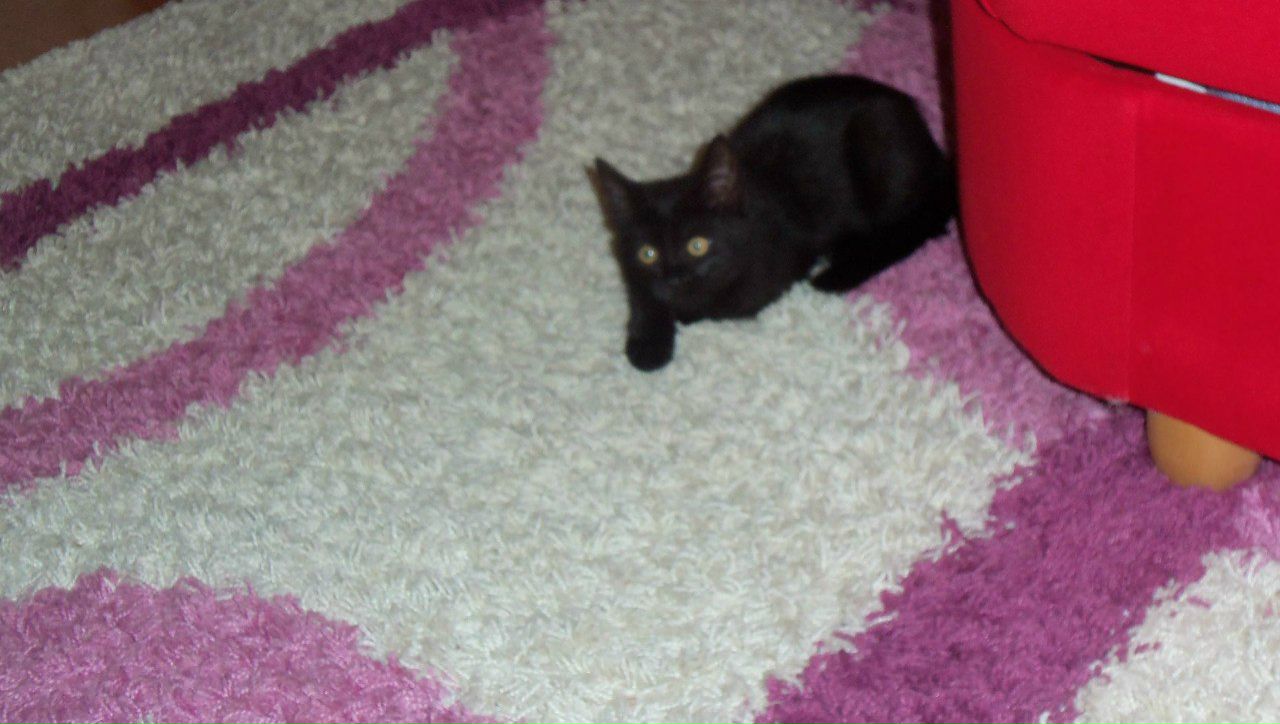 Михаил Молодший | Запорожье