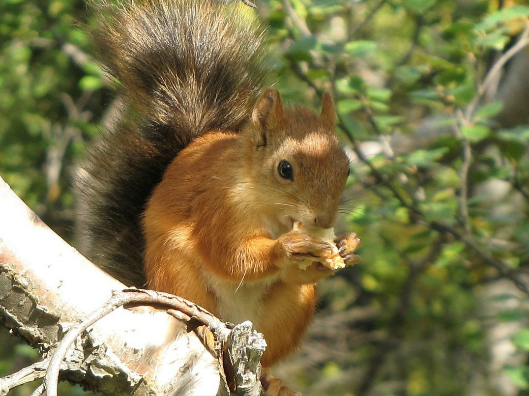 Эдуард Логунов | Кировск