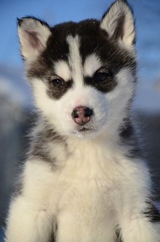 Анюта Дмитриева | Павлодар