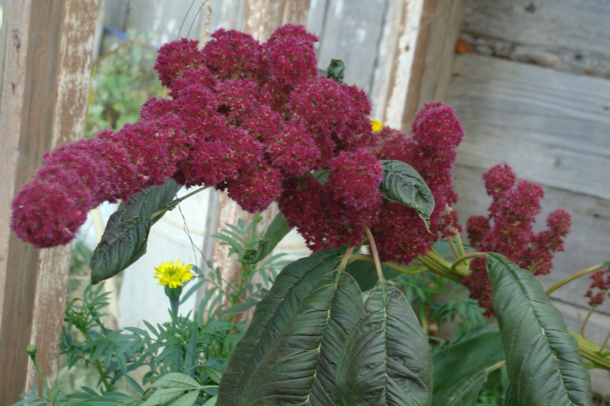 Наталья Меркулова | 