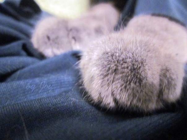 №1, Люсинда Ню №1, Люсинда Ню