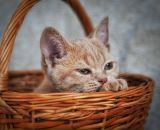 №3, Антонина Букина, 25.8, Санкт-Петербург, Россия