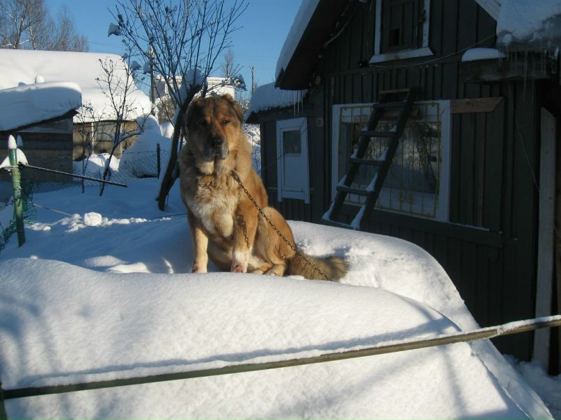 Сергей Соколов 