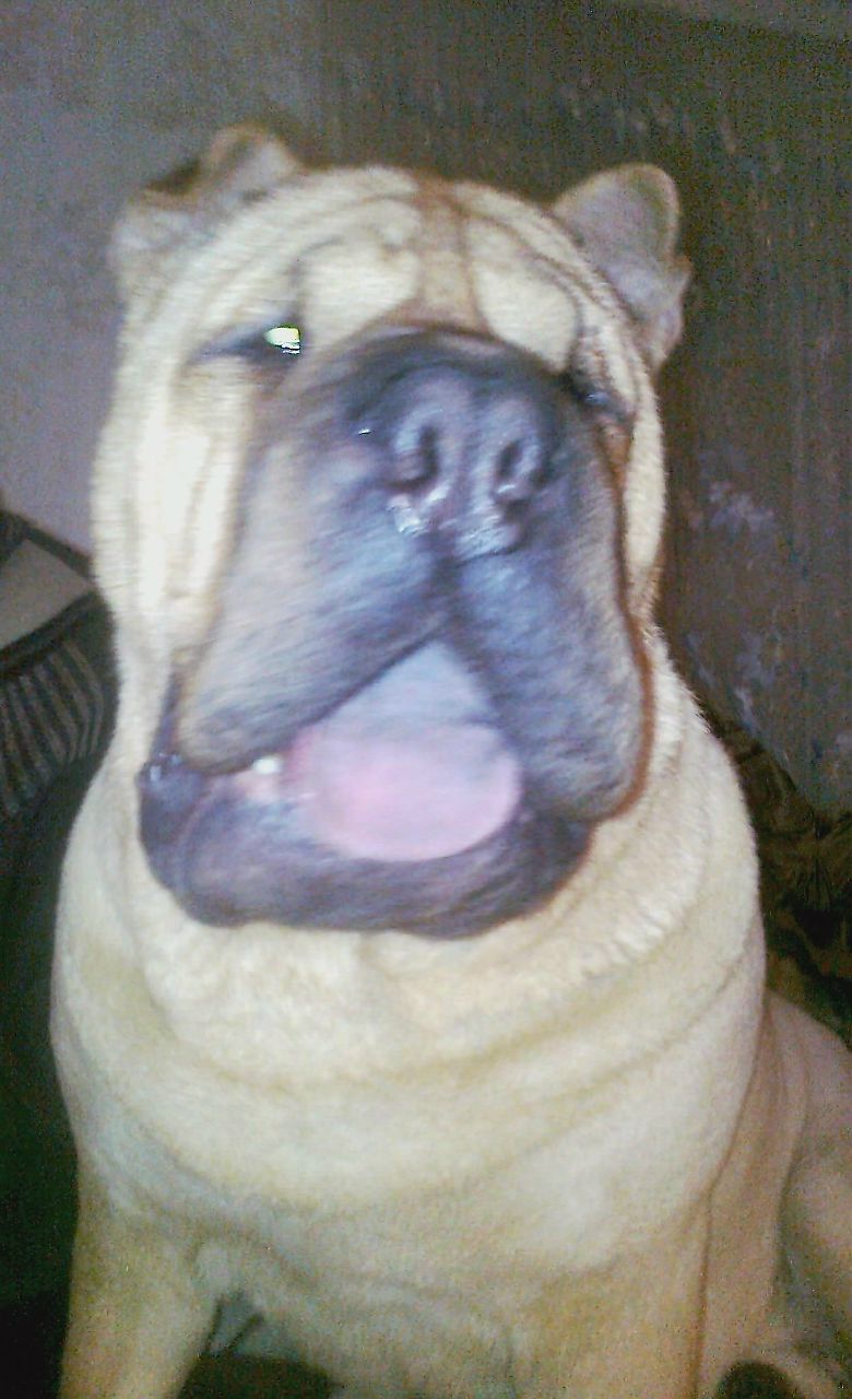 Олег Нідзельський | Киев