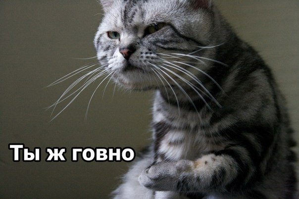 Jaja Jaja | Волгоград