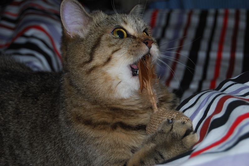 Елена Кудряш | Санкт-Петербург