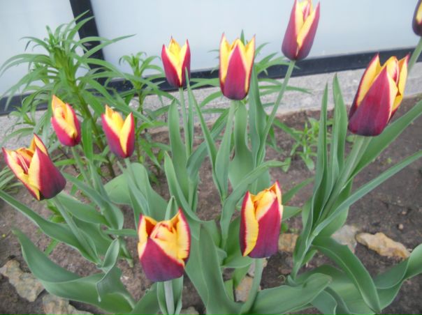 №16, Амалия Дудина №16, Амалия Дудина