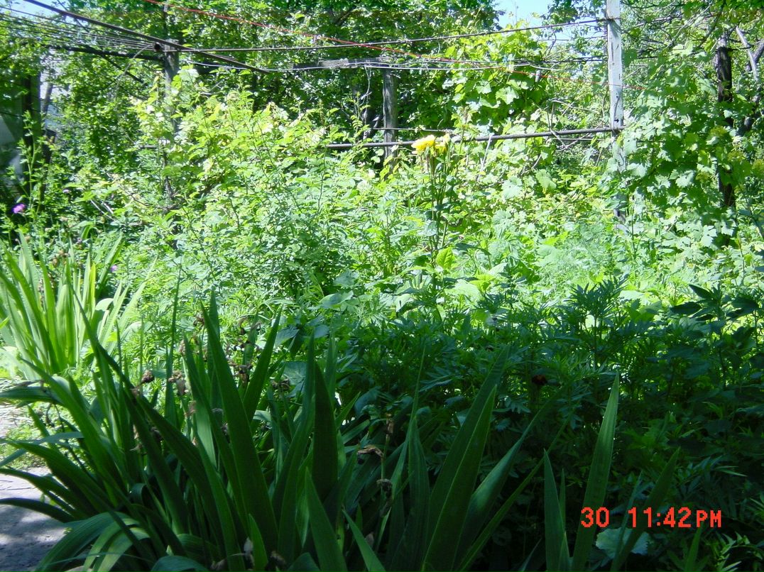 Татьяна Витушко | Санкт-Петербург