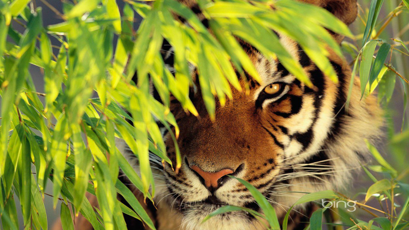 Иван Пирожков | Симферополь