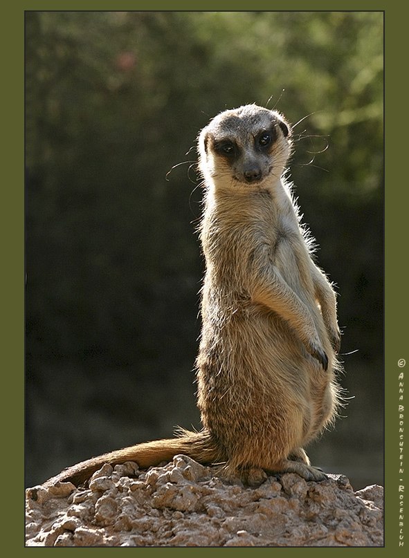 Роман Свистунов | Кострома