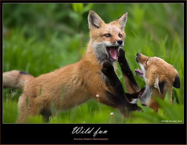 Maxim Gusev | Харьков