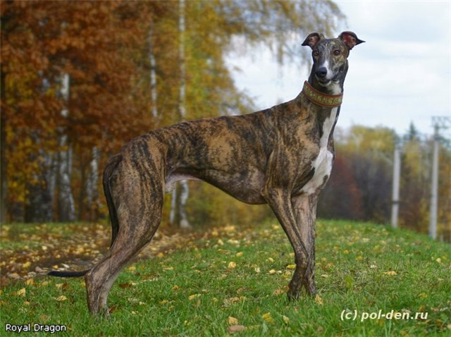 Илья Костин | Ростов-на-Дону