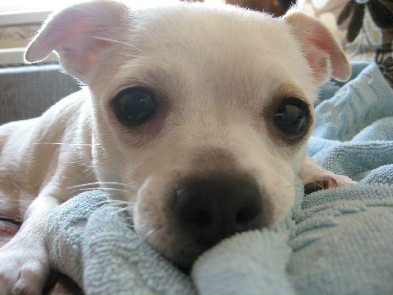 Анастасия Цылёва | Городок