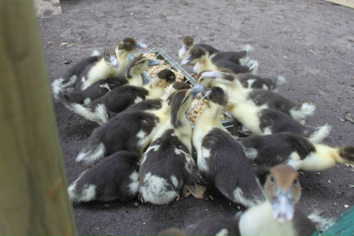 Светлана Журба | Antwerpen