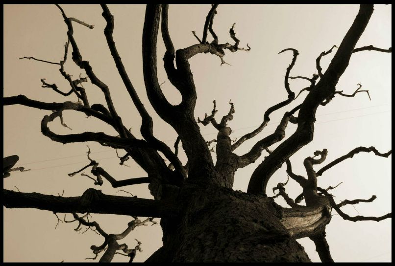 Антон Подкопаев | Санкт-Петербург