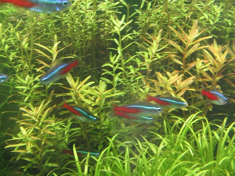 Зульфат Бабаев ℂ⋆ | Тюмень