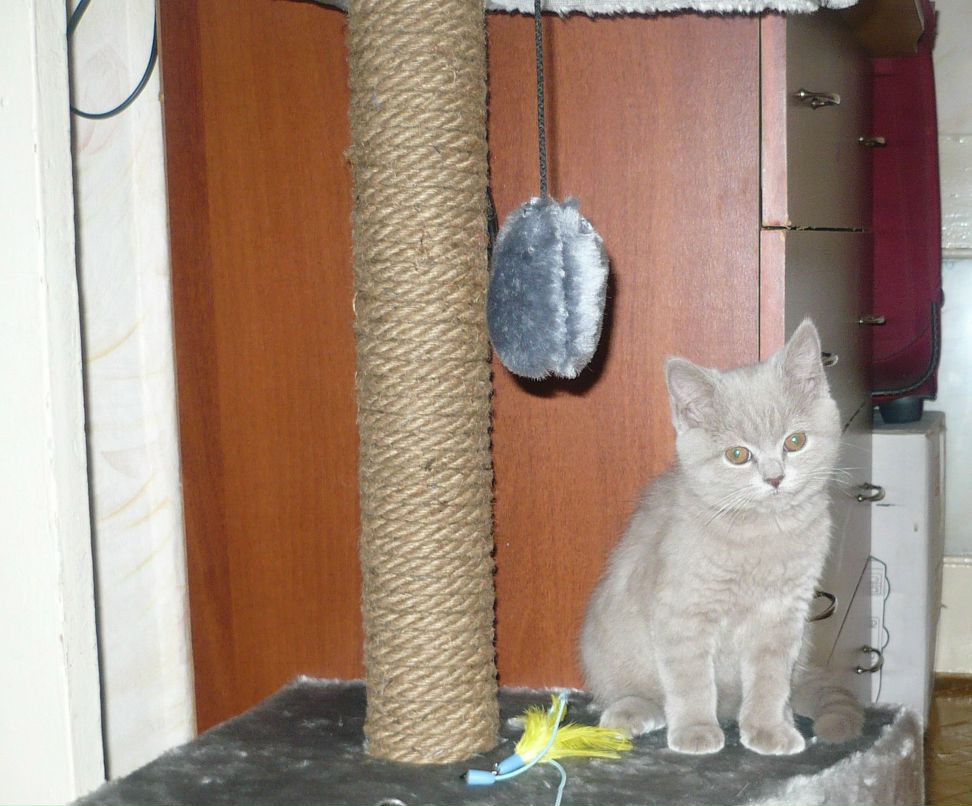 Елена Черных (Земесева) | Липецк