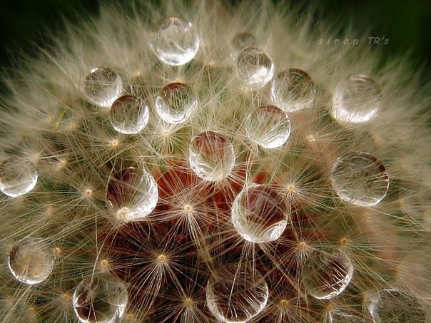 Нина Матвиенко | Киев