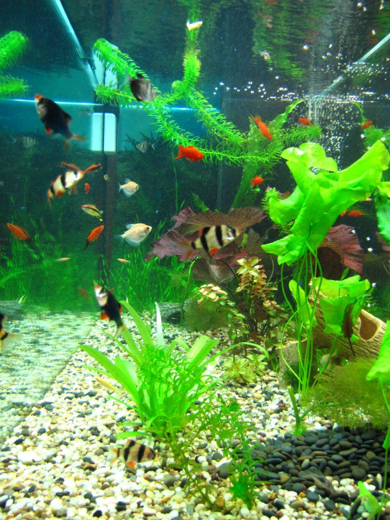 Татьянка Горковенко Cypress | Одесса