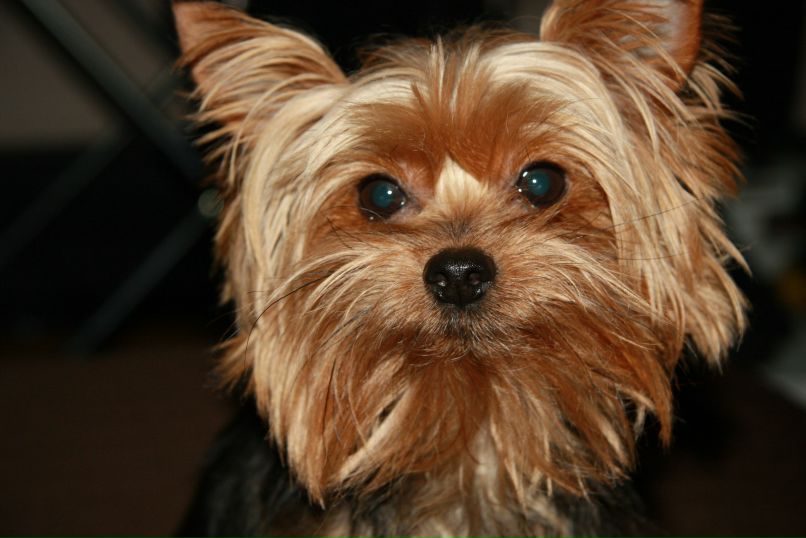 Олечка Титова princessa | Москва