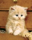 №33 Лейла Набиева 08.11.1998: профиль, фото, статус - ВКонтакте