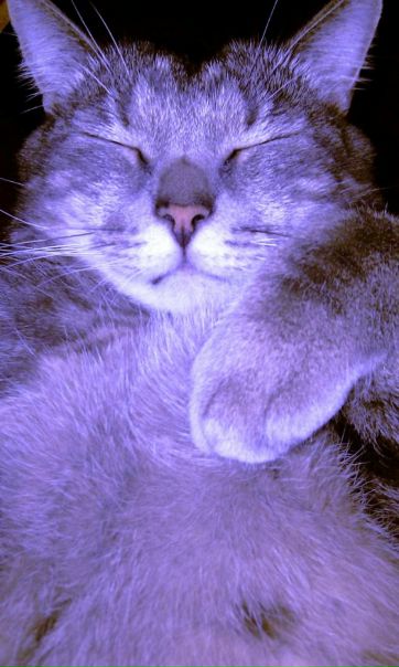 №181, Диана Хубулава, 38 лет, Санкт-Петербург №181, Диана Хубулава, 38 лет, Санкт-Петербург