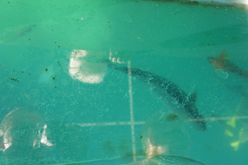 Антон Ермолаев | Харьков