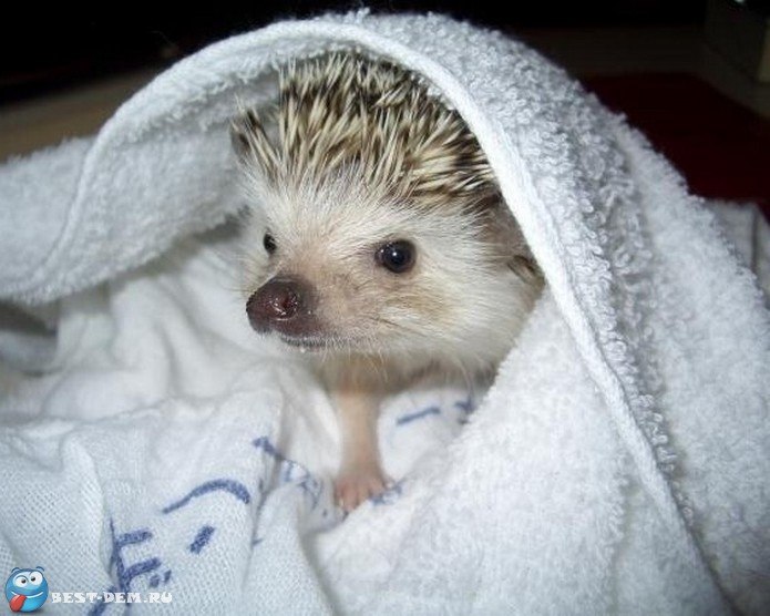 Марина Малина | Тольятти