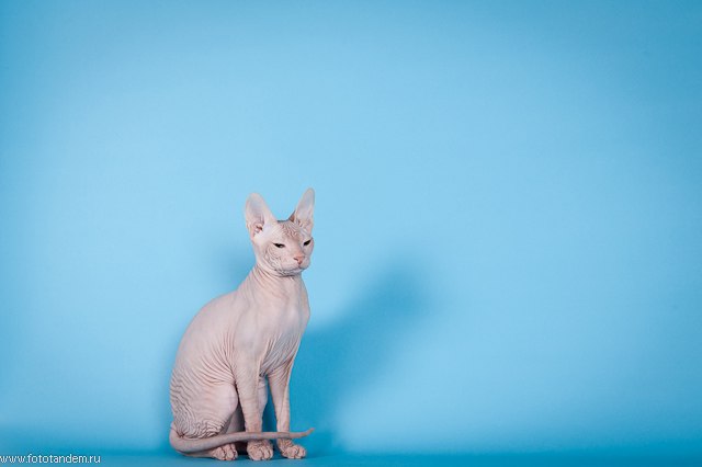 Анна Высоцкая | Томск