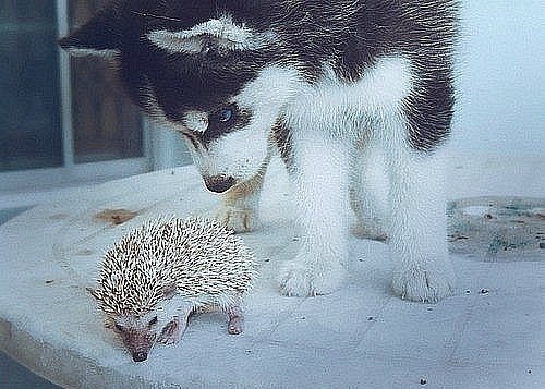 Ирина Колесник | Одесса