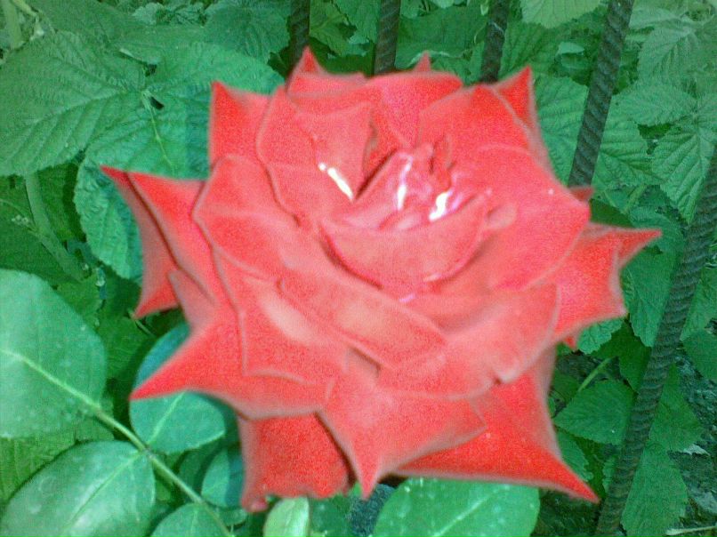 Татьяна Коваленко | Мариуполь