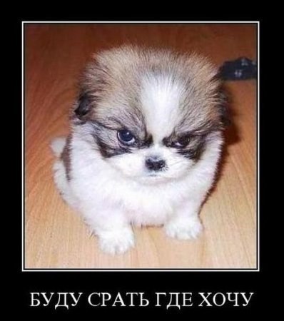 Максим Сысоев | Раменское