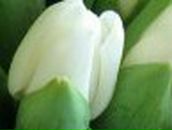 Inna Basi | Бендеры