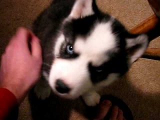 My siberian Husky puppy Kodiak