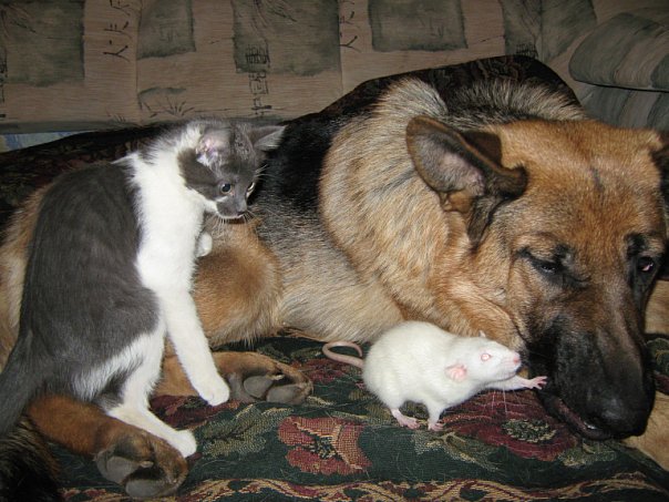 №9, Светлана Толстых №9, Светлана Толстых