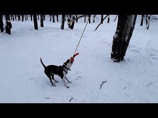 Ам.стафф