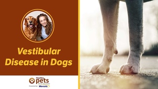 Вестибулярные нарушения у собак / Vestibular Disease in Dogs