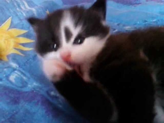 Котенок умывается и засыпает