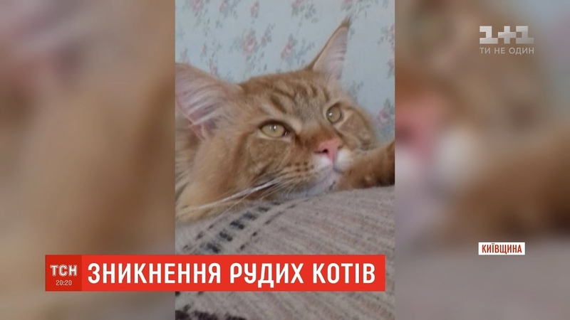 На Київщині почали зникати молоді руді мейн