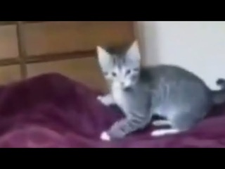 perfectly cut screams 5