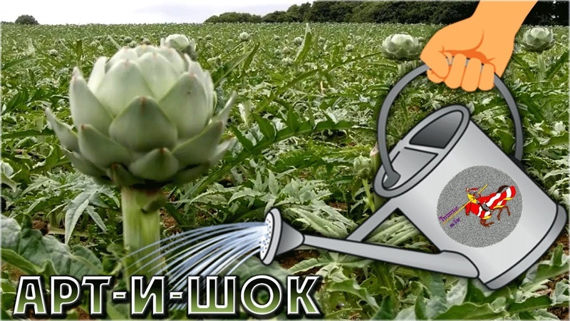 Арт-и-шок