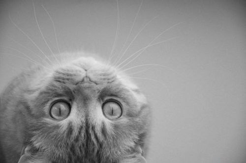 №59, Кристина Буш, 32 года, Лобня №59, Кристина Буш, 32 года, Лобня