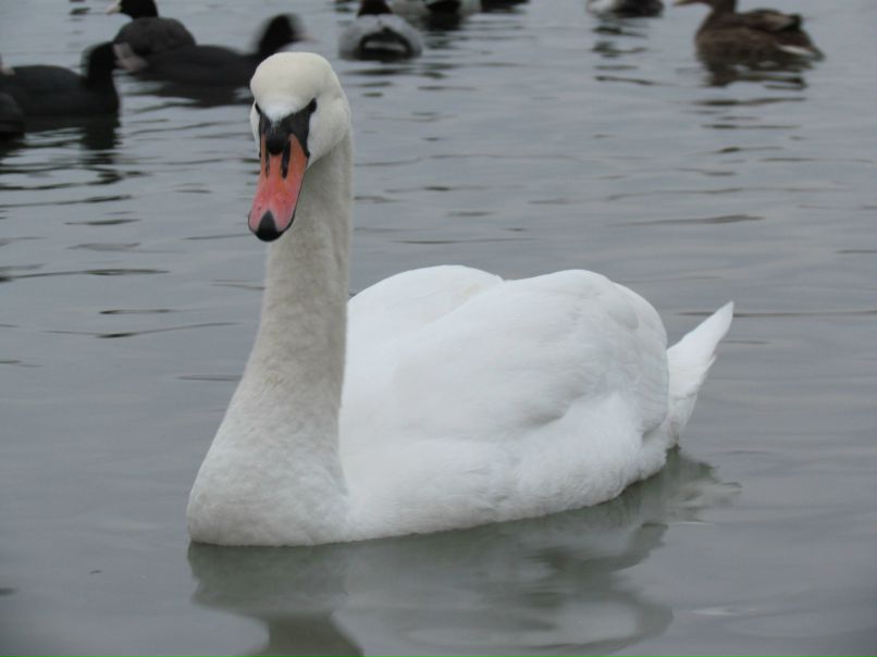 Ольга Моисеенко ღ | Севастополь